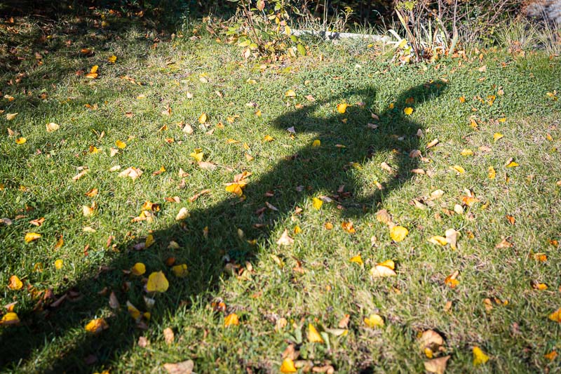 Wenn der Schatten mehr erzählt als du: Eisbaden-Challenge oder Herbstspaziergang? Ein Schatten eines Menschen, der mit beiden Armen in die Höhe zeigt, auf einer Wiese mit grünem Gras und herbstlichen gelben Blättern.