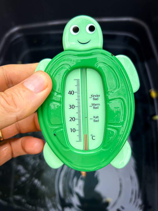 Wenn die Schildkröte sagt, es ist kalt – glaub ihr besser! Unter 10 Grad ist es definitiv Eisbaden! Ein grünes Schildkröten-Badethermometer wird in der Hand gehalten. Das Thermometer zeigt knapp über 0 Grad Celsius an, mit den Kategorien „Kinder Bad“, „Warm Bad“ und „Kalt Bad“ auf der Skala. Der Hintergrund zeigt einen Wasserbehälter.